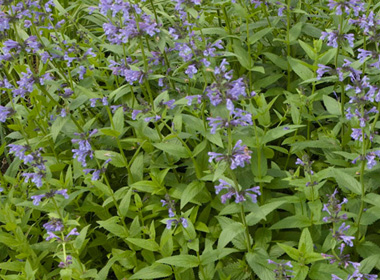 Сибирь мийнхумс